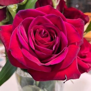 Meet your Posher, Bob